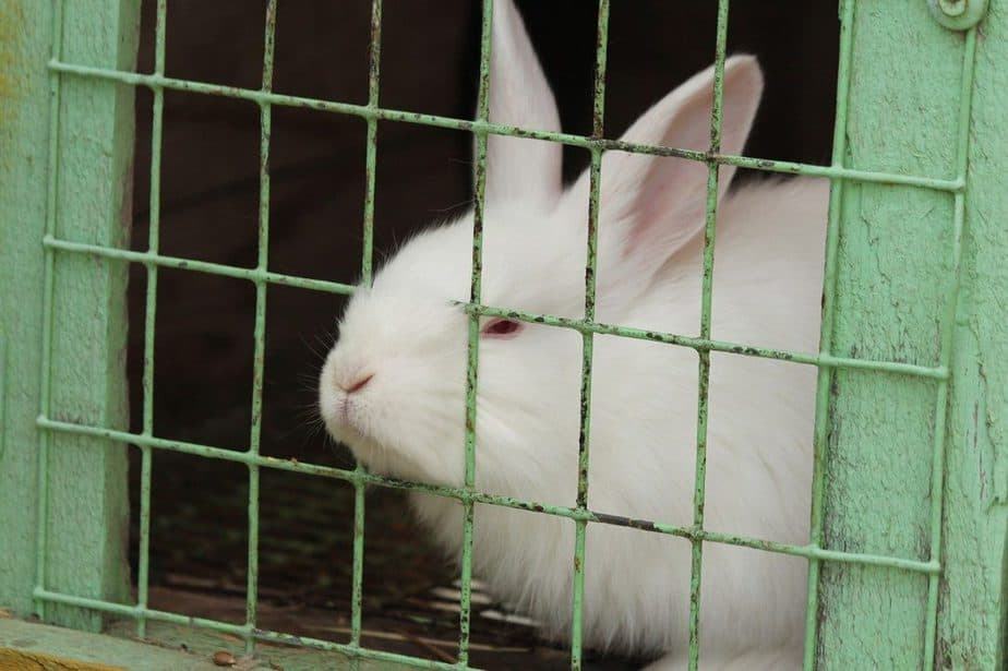 A white rabbit that's inside a small cage, its head is sticking out indicating that its bored and lacks exercise. 