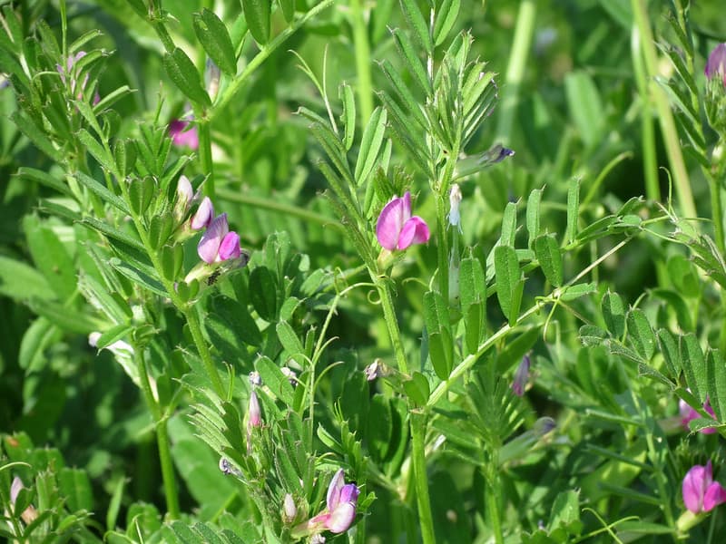 Common vetch plant. Can rabbits eat common vetch