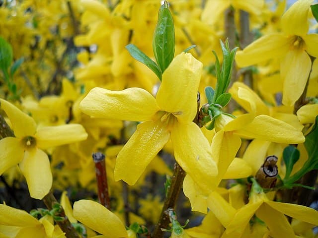 Forsythia flower. Can rabbits eat forsythia