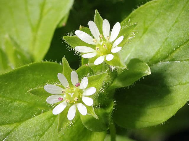 Kaldari Stellaria media or chickweed plant. Can rabbits eat chickweed