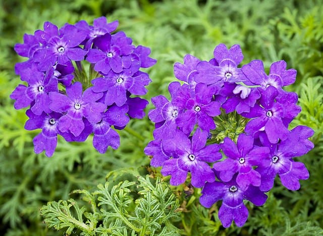 Purple verbena plant. Can rabbits eat verbena