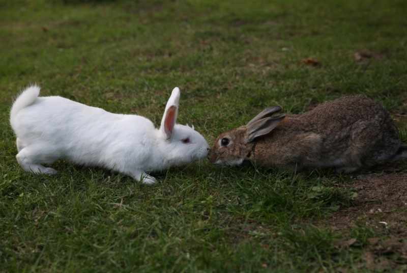 Two bonded rabbits smelling eachother.
