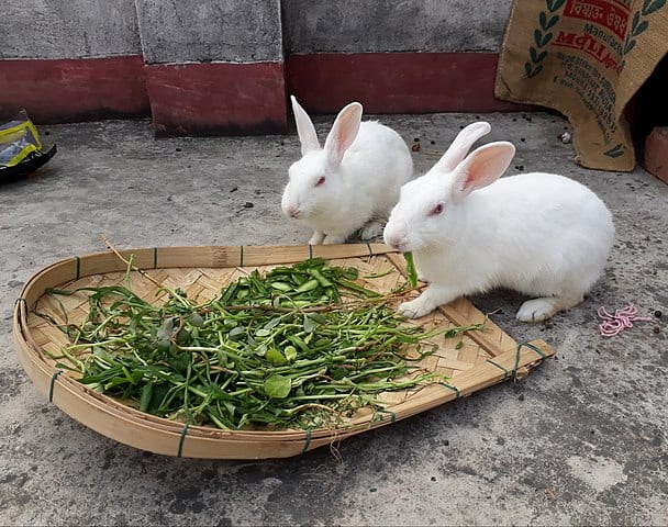 Two rabbits eating a lot of vegetables. Can rabbits die without hay