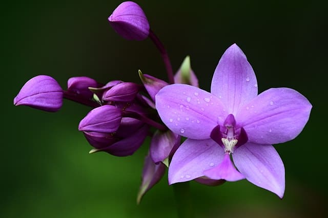 purple orchid plant. Can rabbits eat orchids