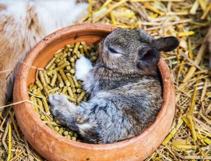A baby rabbit sleeping on its food bowl.