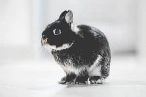 A black pet rabbit looking at its owner. Can you eat a pet rabbit