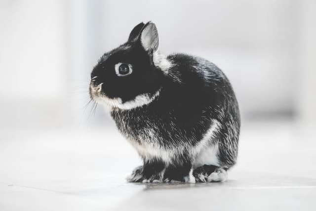A black pet rabbit looking at its owner. Can you eat a pet rabbit