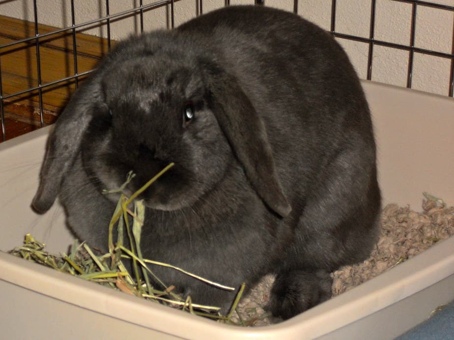 A black rabbit inside its litter box.