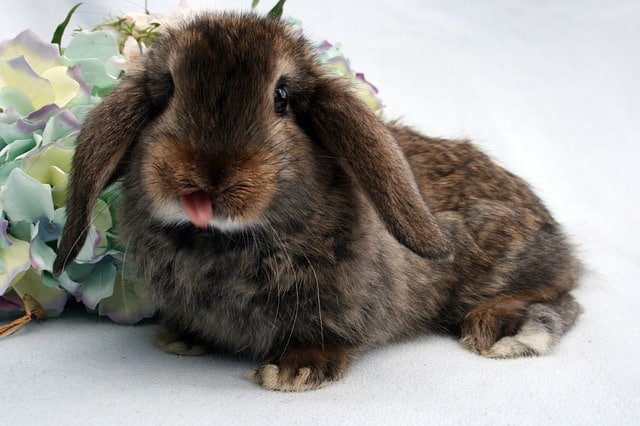 A brown rabbit with its tongue out and its about to lick its stitches