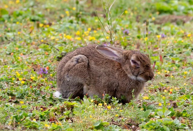 A brown wild rabbit sleeping on an open field