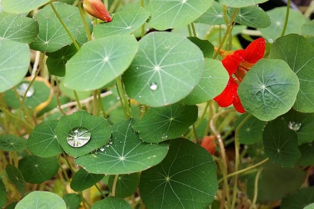 A close-up shot of what nasturtium plant looks like