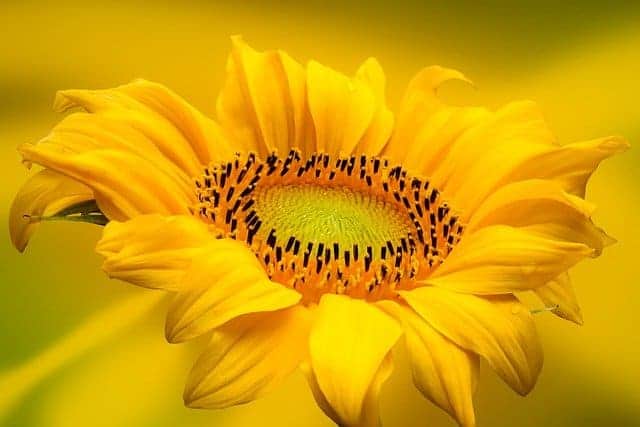 A close-up shot of what sunflower looks like