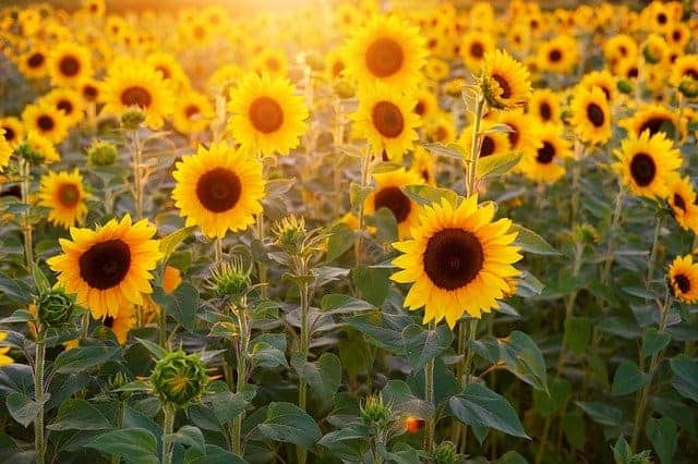 A close-up shot of what sunflower plant looks like