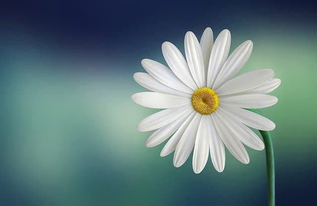 A closed up shot of white daisy flower