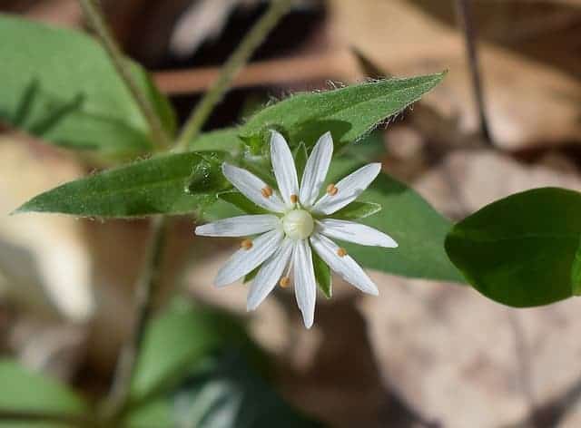 Closed upshot of what chickweed looks like