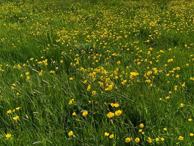 A field full of buttercups. Can rabbits eat buttercups