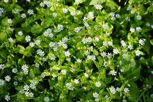 Closed up shot of what chickweed plants looks like