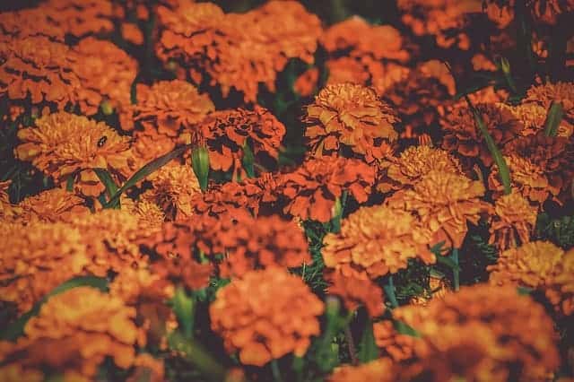 A field of marigold flowers