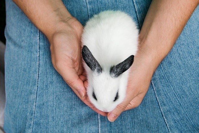 A person holding a baby white rabbit. Why does a rabbit pee on me