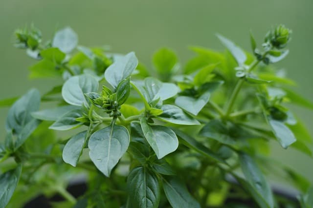 A photo of the oregano plant