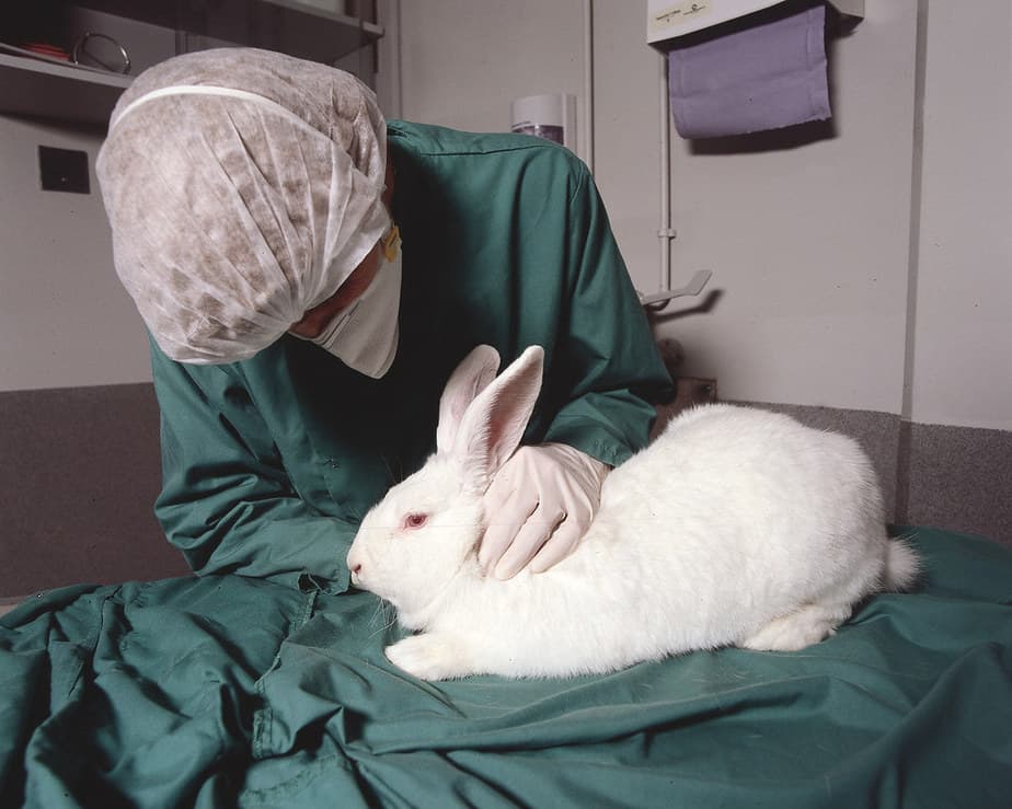 A white rabbit being checked up by a veterinaran.