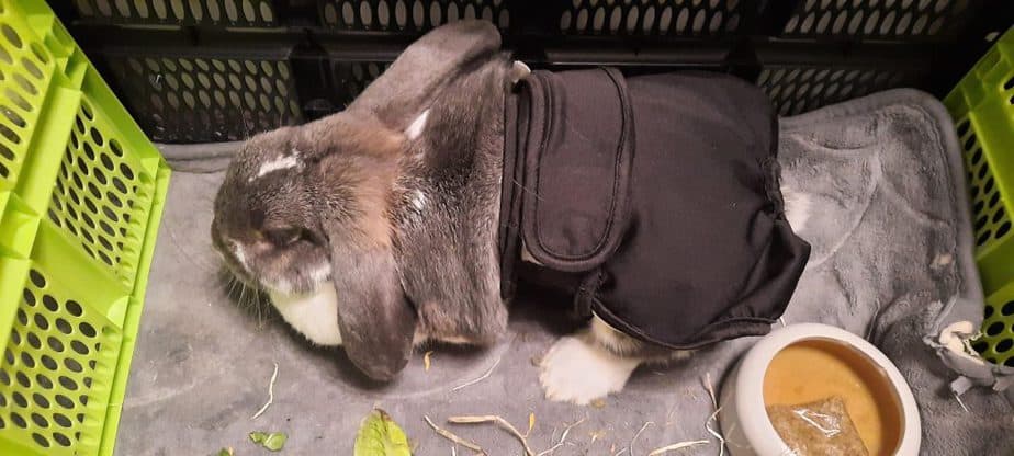 A rabbit wearing a diaper right after being neutered to prevent them from licking their stitches.