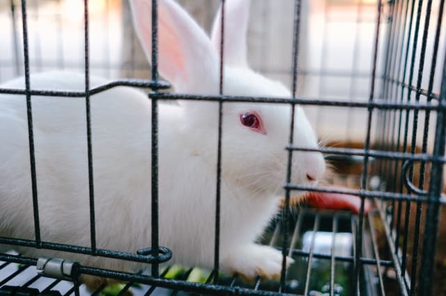A white rabbit inside its cage. 