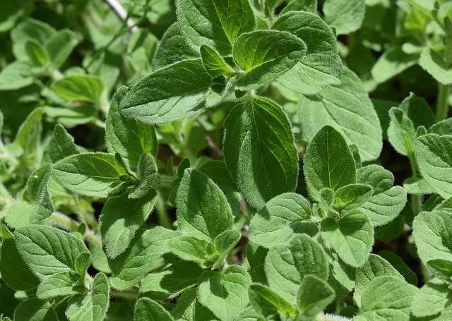 Another variety of oregano plant