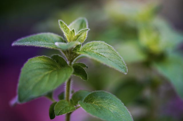 Closed up look of oregano plant