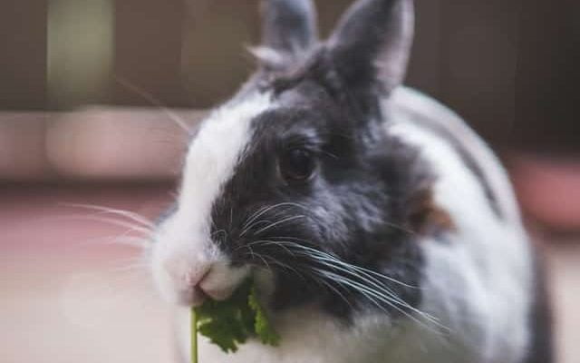 How long can a rabbit go without food before dying?