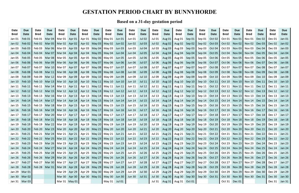 Rabbit gestation period calendar chart by bunnyhorde