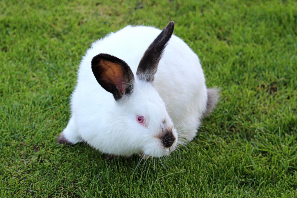 How To Stop A Rabbit From Chewing Its Cage? Bunny Horde