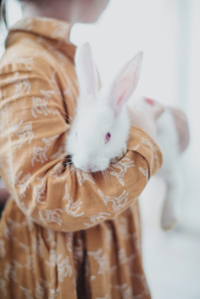 rabbit being carried by its owner