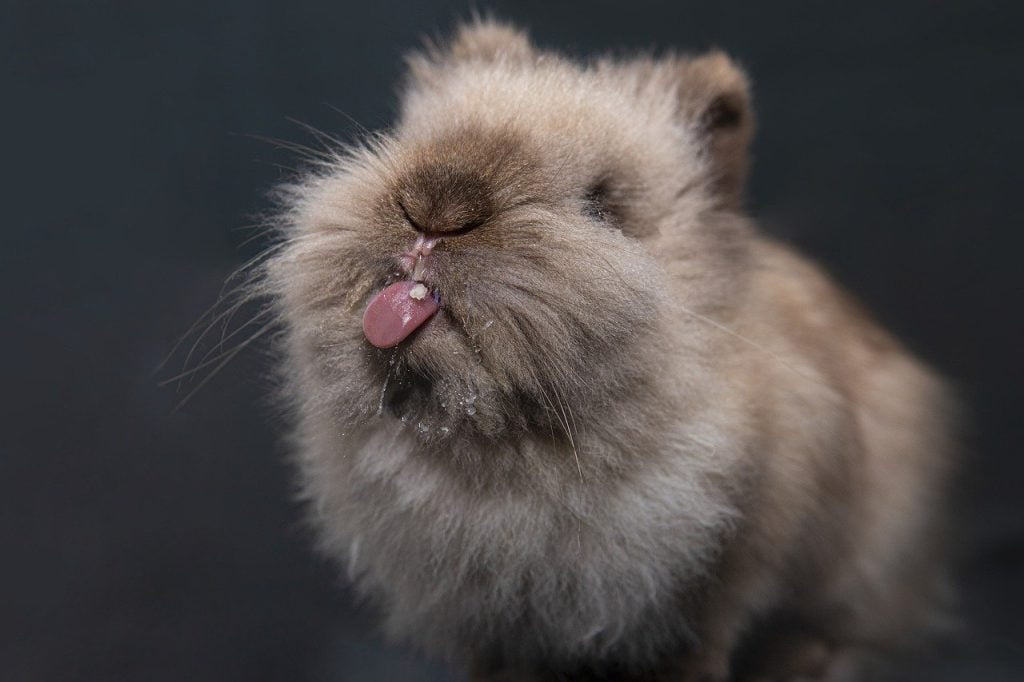 Rabbit licking with its tongue out