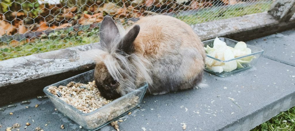 A brown rabbit eating a lot of food