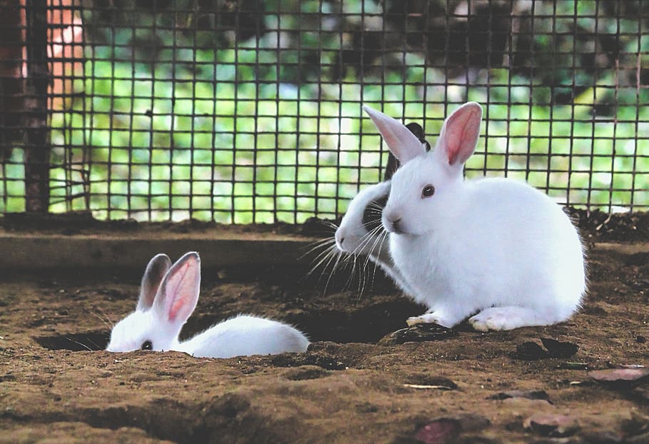 Three white rabbits outside digging to make a borrow