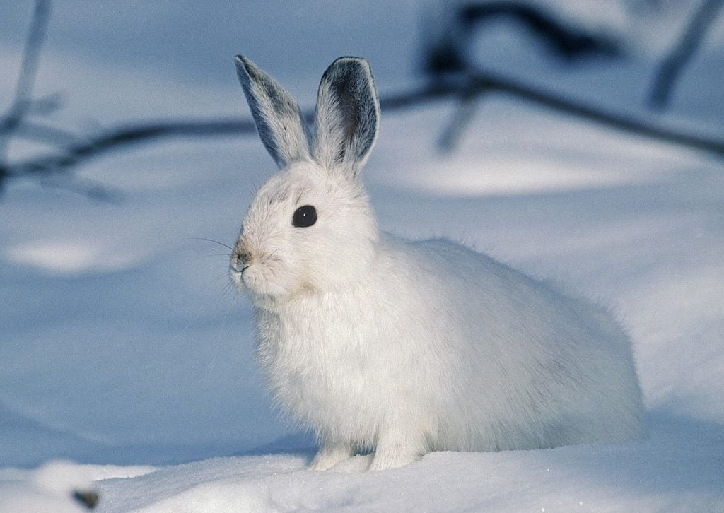 A rabbit in the snow with cold ears
