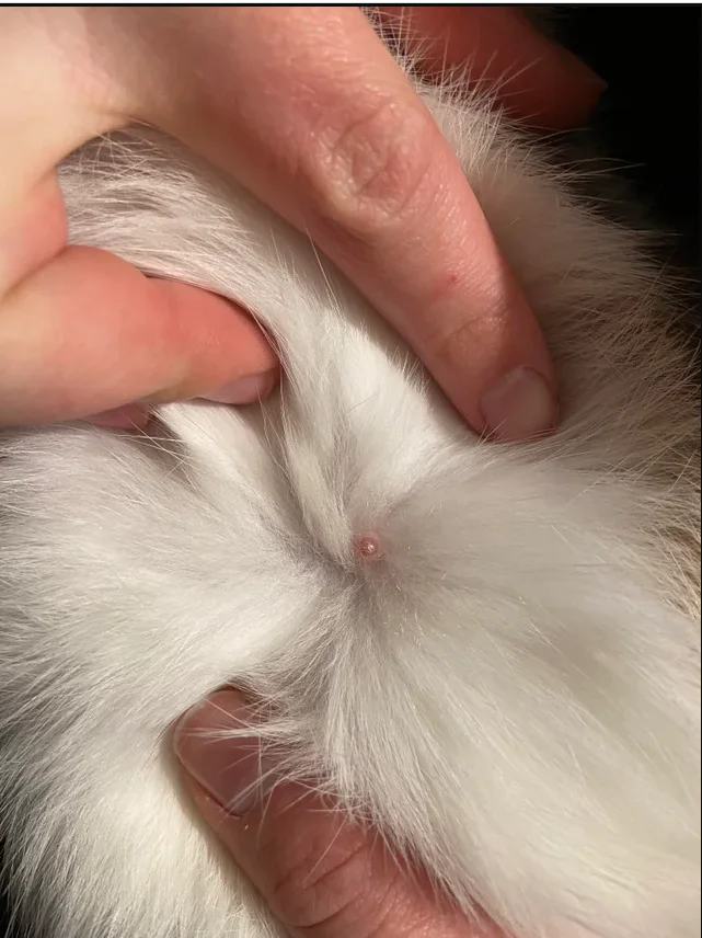 Do male rabbits have nipples? Your Questions Answered. 6 example of what nipples of a male rabbit looks like