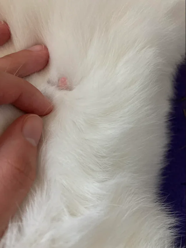 Do male rabbits have nipples? Your Questions Answered. 5 example of what nipples of a female rabbit looks like