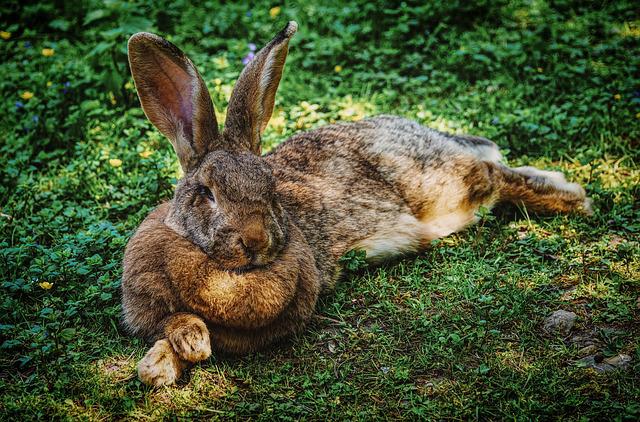 A brown adult rabbit resting.