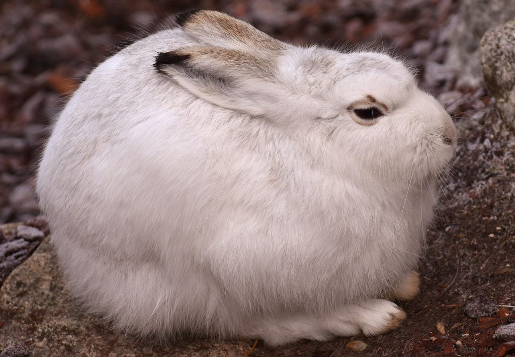 Rabbit that's cold in a curled up possition