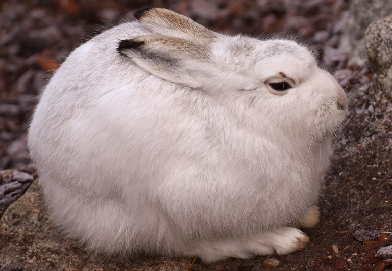 What Does it Mean When Rabbits' Ears Are Cold? Bunny Horde