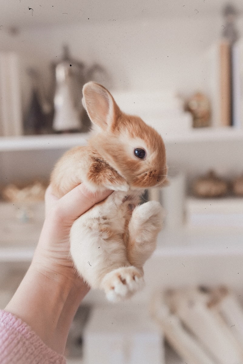 A male rabbit being checked if it has nipples. Do male rabbits have nipples