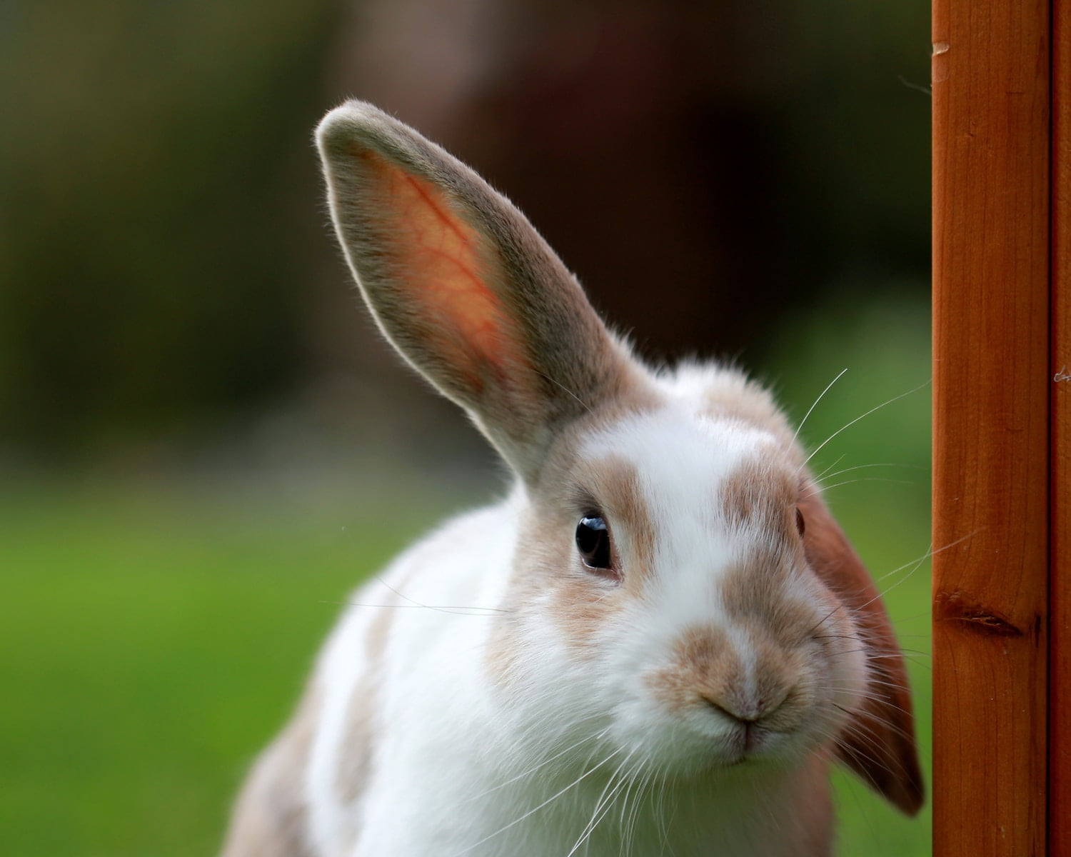 white and brown rabbit looking at camera wit cold ears. Cold rabbit ears. What to do about it