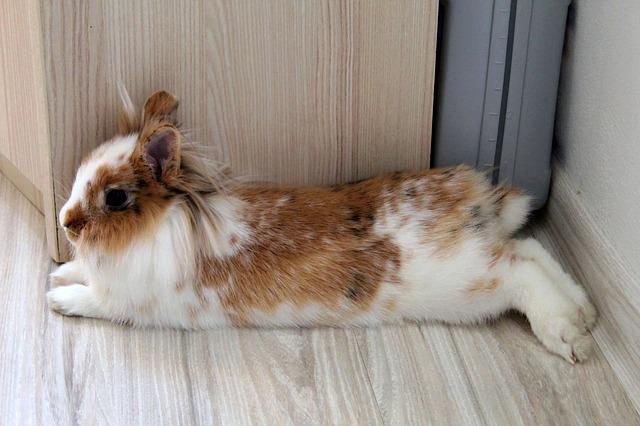 Brown and white rabbit laying on the floor, resting.