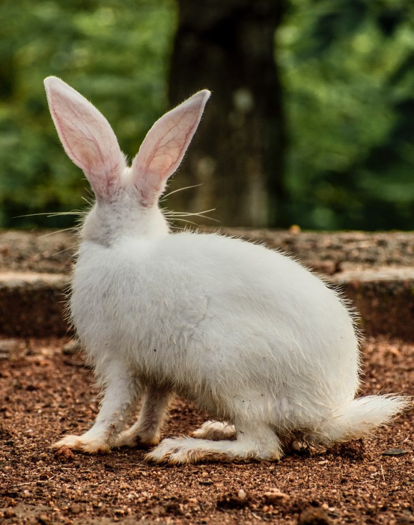 White rabbit with cold ears