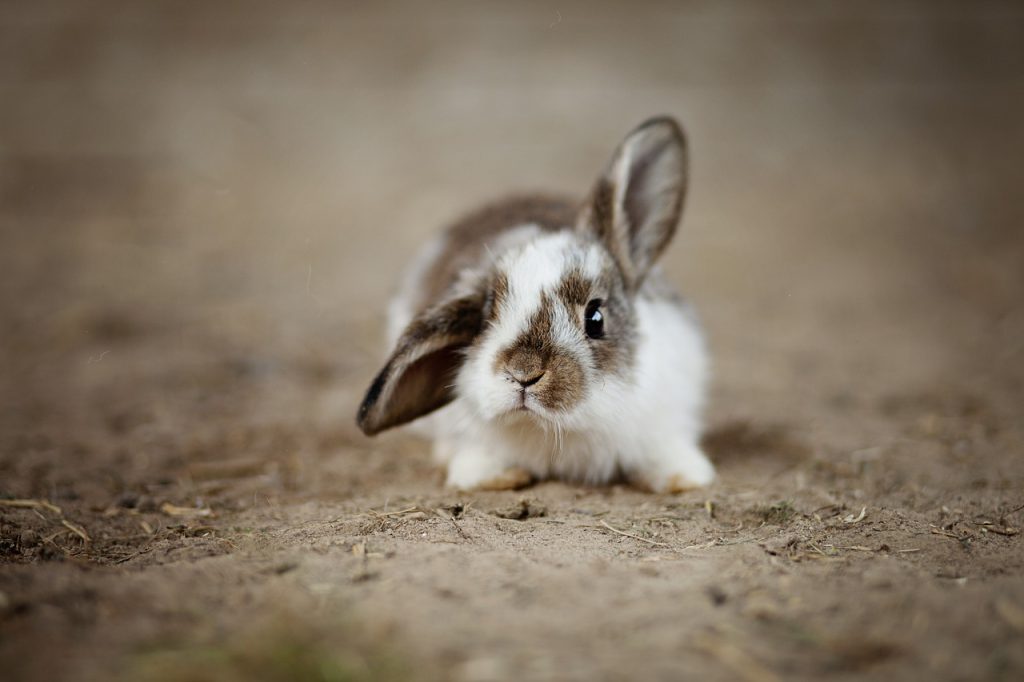 A rabbit with one of its ears down