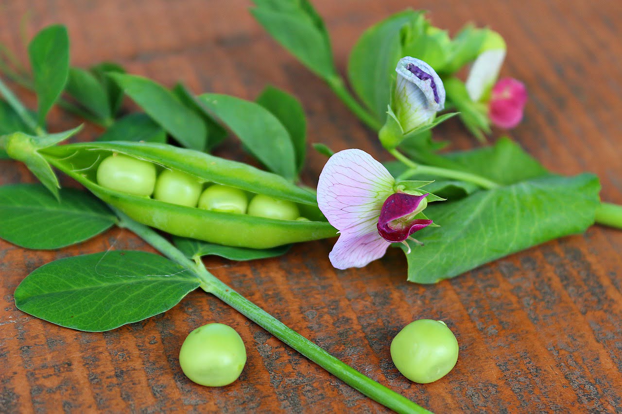 A pea pod plant. Can rabbits eat pea pods