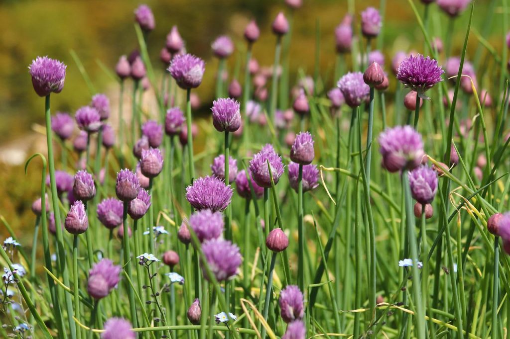 Chive plant with flowers
