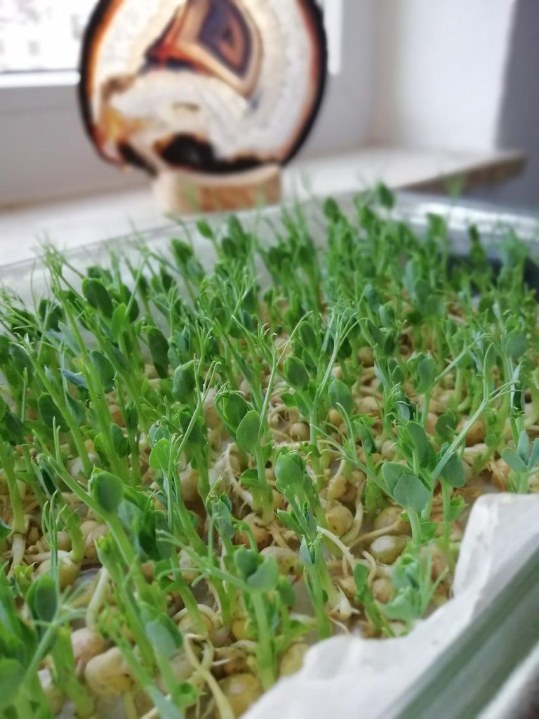 Pea shoot sprouts